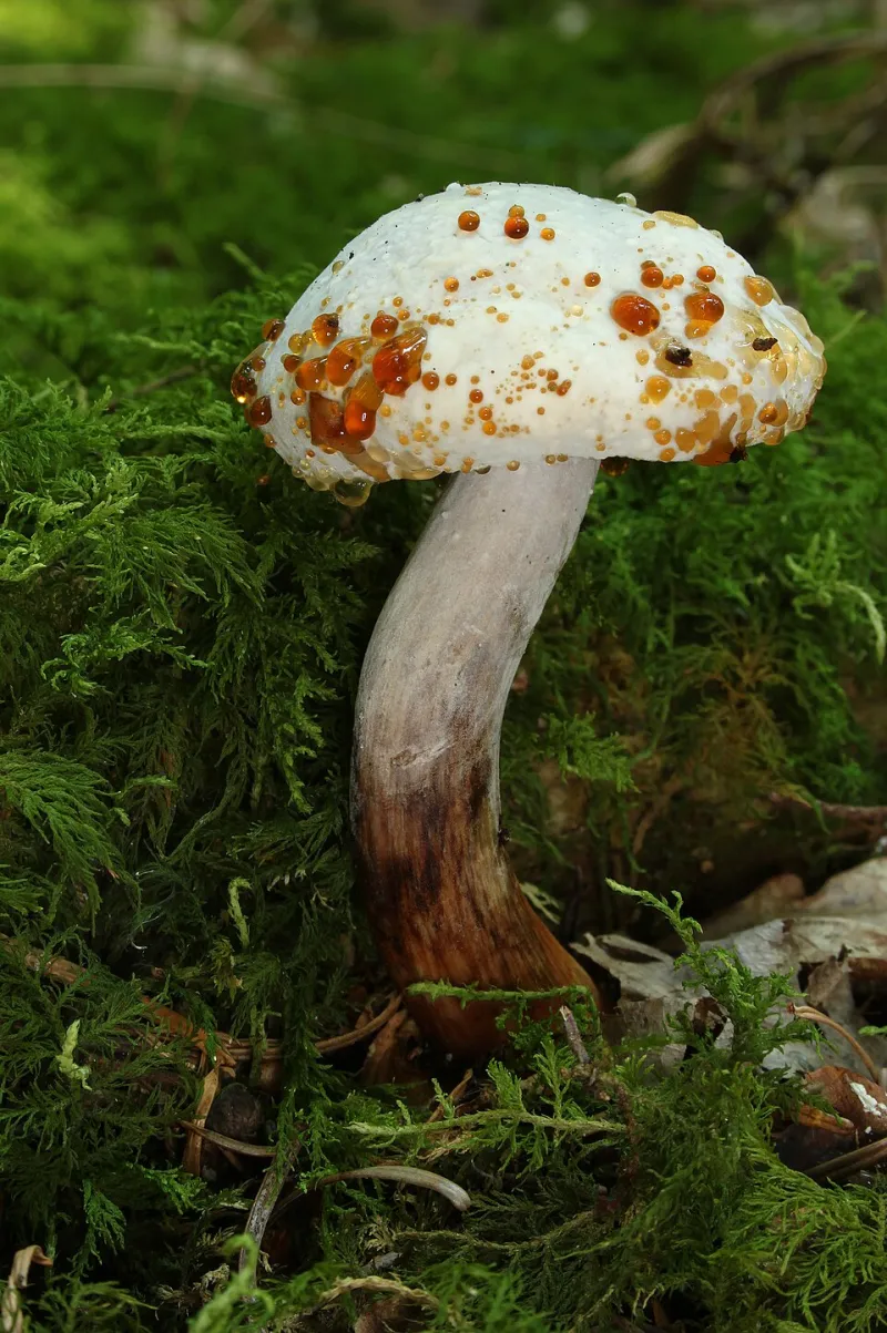 The Real Reason You Buy Creator Merch (And What It Says About Who You Are)